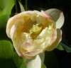 pb190349_small.jpg